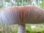 FZ020457 Closeup of mushroom.jpg